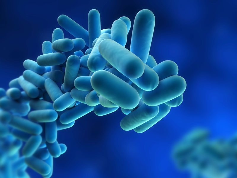 Legionella pneumophila Legionella pneumophila